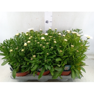 Leucanthemum sup. 'Snow Lady'