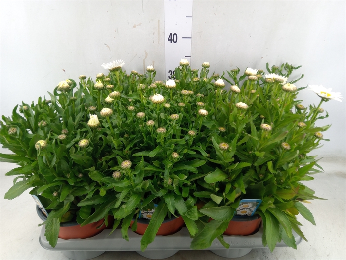 <h4>Leucanthemum sup. 'Snow Lady'</h4>