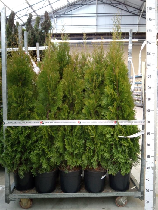 <h4>Thuja occid. 'Smaragd'</h4>