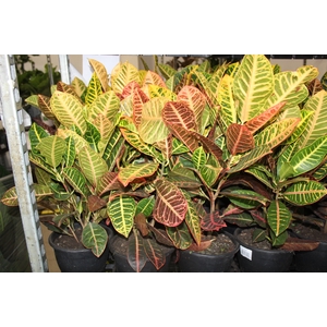 CROTON HIBRIDO PETRA P19