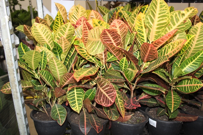 CROTON HIBRIDO PETRA P19