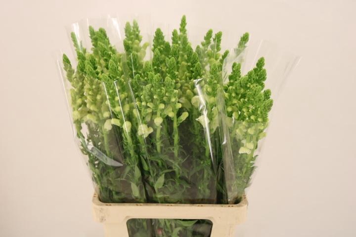 <h4>ANTIR POTO WHITE</h4>