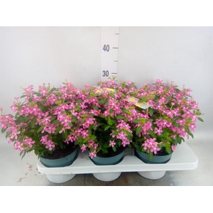 Catharanthus ros. 'Soiree Pink Whi'