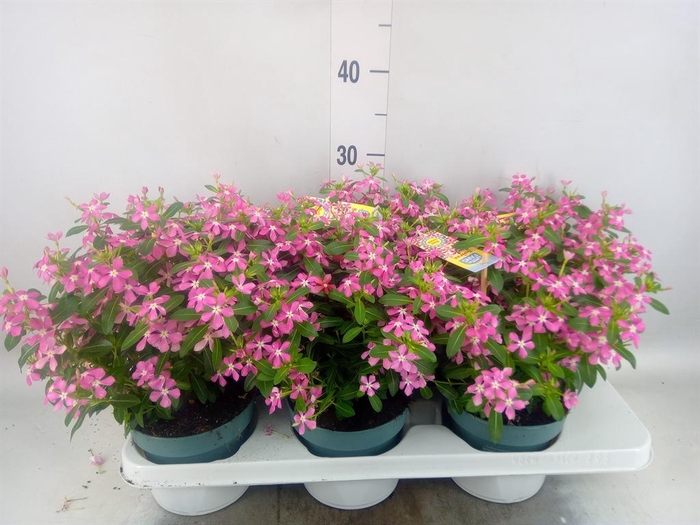 <h4>Catharanthus ros. 'Soiree Pink Whi'</h4>