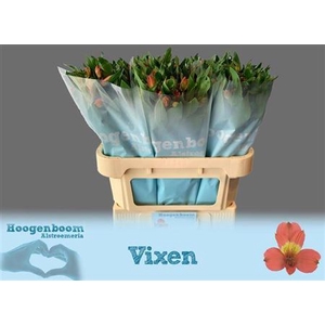 Alstroemeria Vixen