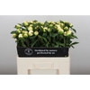 Paeonia Duchesse De Nemours