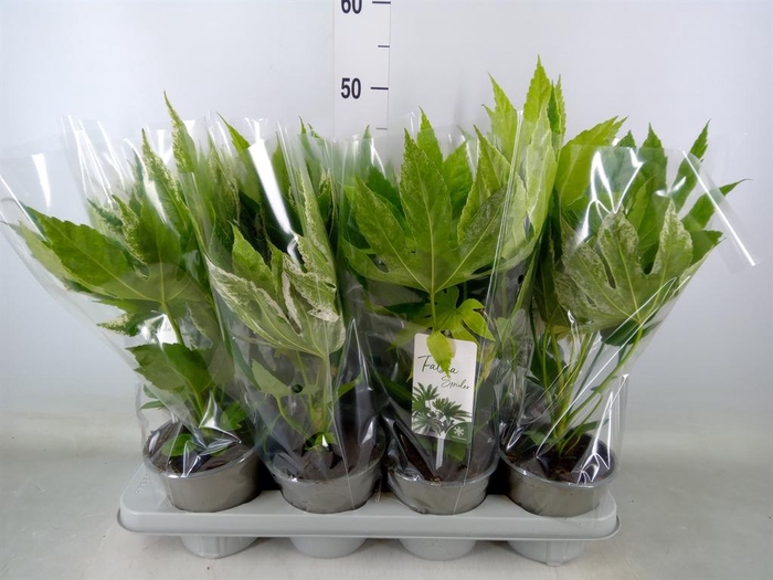 <h4>Fatsia japonica 'Variegata'</h4>