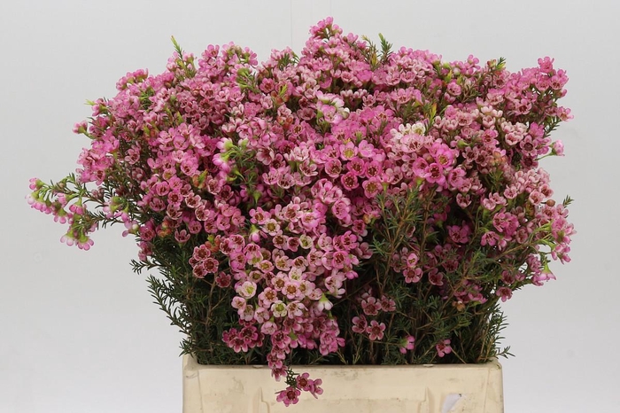 <h4>Chamelaucium Sarah's Delight</h4>