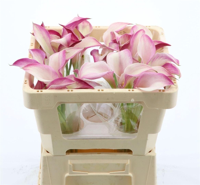 <h4>Calla Call Mario</h4>