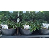 Mentha spicata