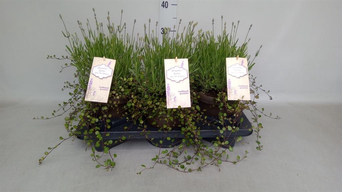 <h4>Lavandula angus. 'Hidcote'</h4>