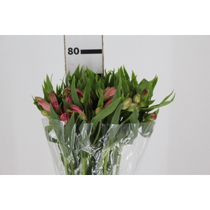 ALSTROEMERIA TOURMALINE 080 CM ROSA