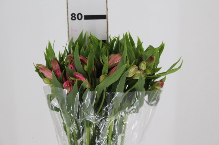 <h4>ALSTROEMERIA TOURMALINE 080 CM ROSA</h4>