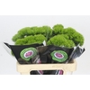 Dianthus Br Kiwi Mellow