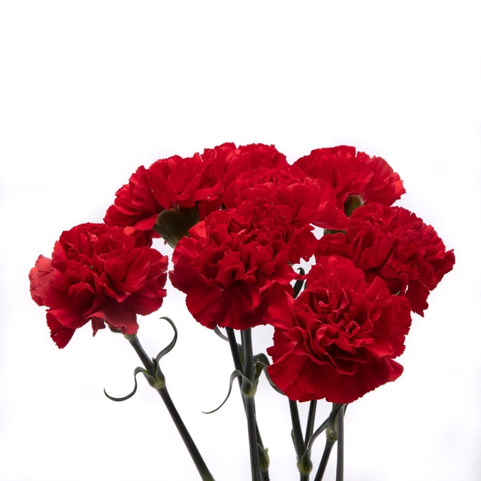<h4>DI ST RED MAGIC</h4>