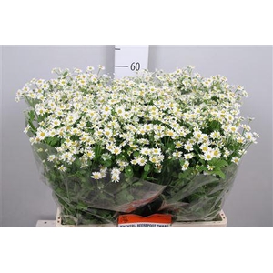 Tana Pa Single Vegmo