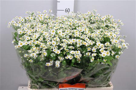 <h4>Tana Pa Single Vegmo</h4>