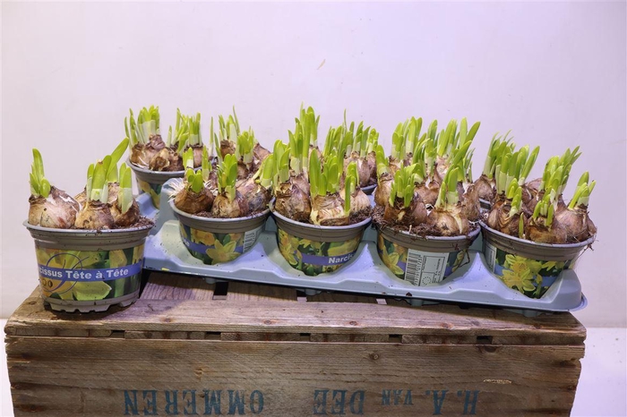 <h4>Narc O Tete A Tete</h4>