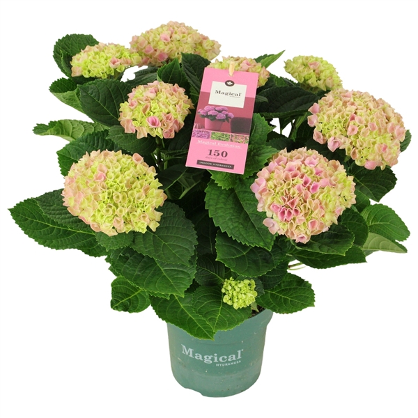 <h4>Hydrangea Magical Evolution ® rose 7/8 flowers</h4>