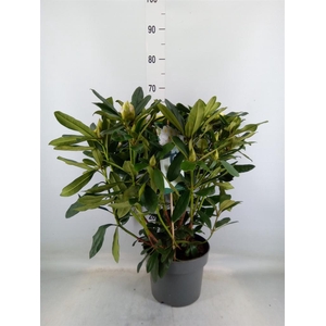 Rhododendron cauc. 'Cosmopolita'