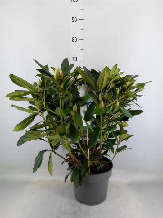 <h4>Rhododendron cauc. 'Cosmopolita'</h4>