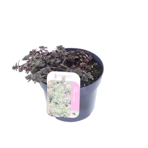 Sedum spurium Tricolor