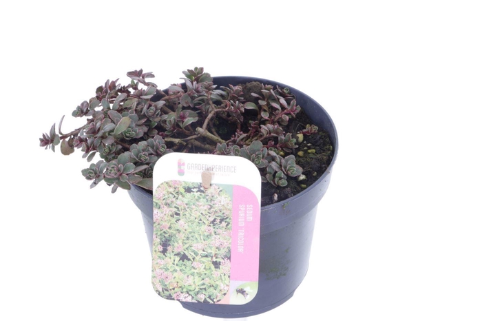<h4>Sedum spurium Tricolor</h4>
