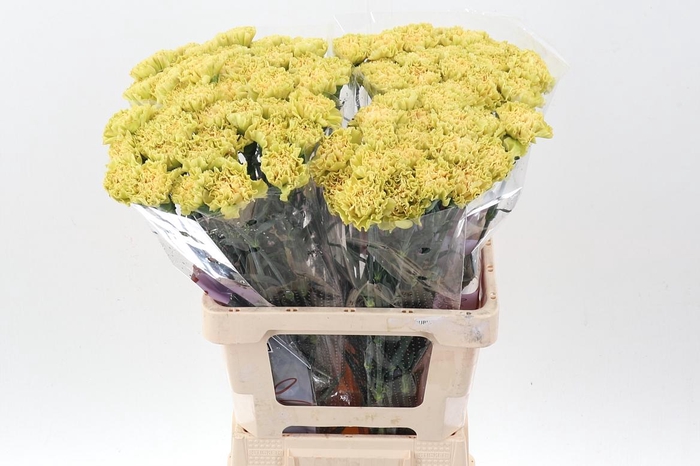 <h4>Di St Mali+</h4>