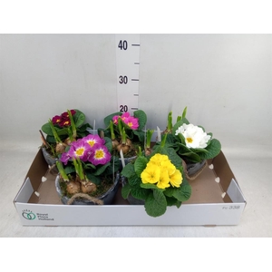 Arr.   Tuinplanten L%