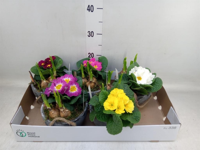 <h4>Arr. Tuinplanten L%</h4>