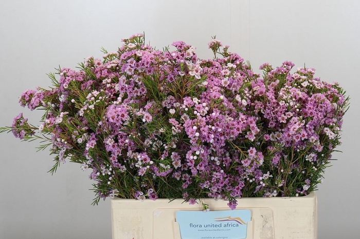 <h4>CHAME GISELLE</h4>