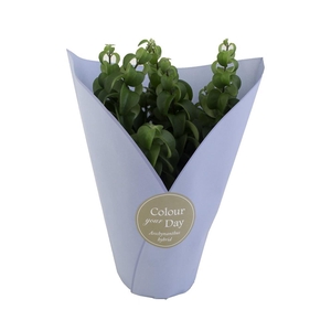 AESCHYNANTHUS-HYBRID