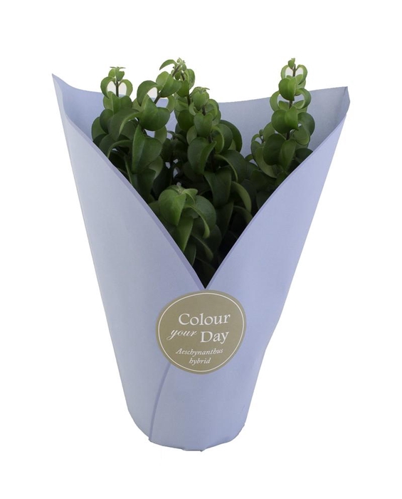 <h4>AESCHYNANTHUS-HYBRID</h4>