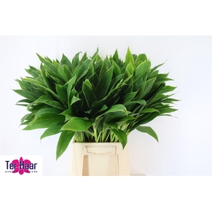 DECOGROEN GROOT BLAD