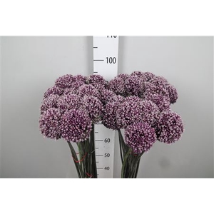 Allium Summer Drumme