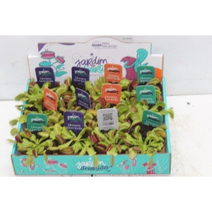 CARNIVORA DIONAEA P09