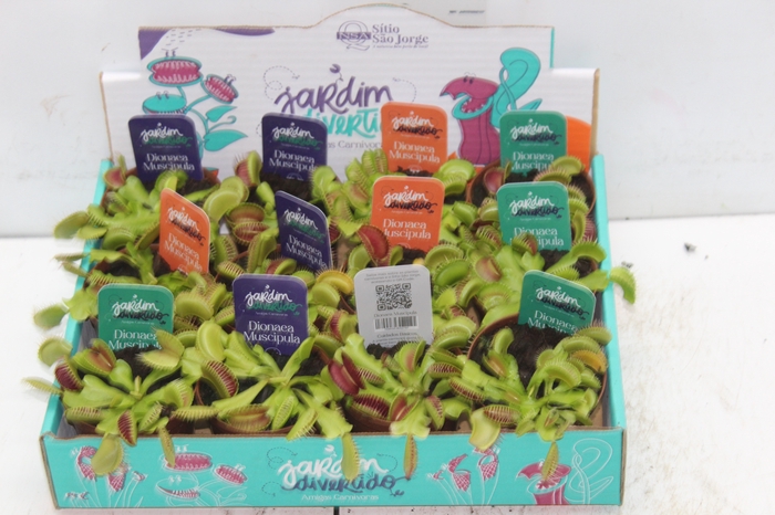 <h4>CARNIVORA DIONAEA P09</h4>