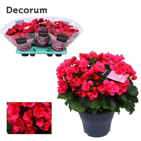 <h4>Begonia betulia ''pink'' lila Decorum</h4>