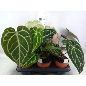 Anthurium   ...