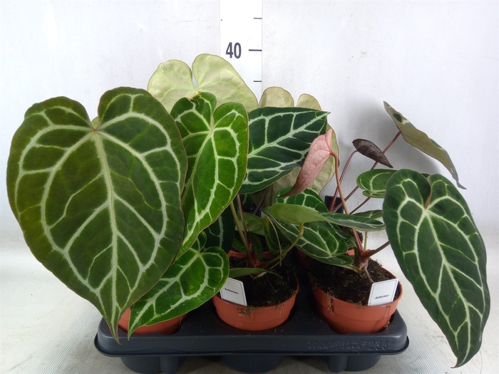 <h4>Anthurium   ...</h4>
