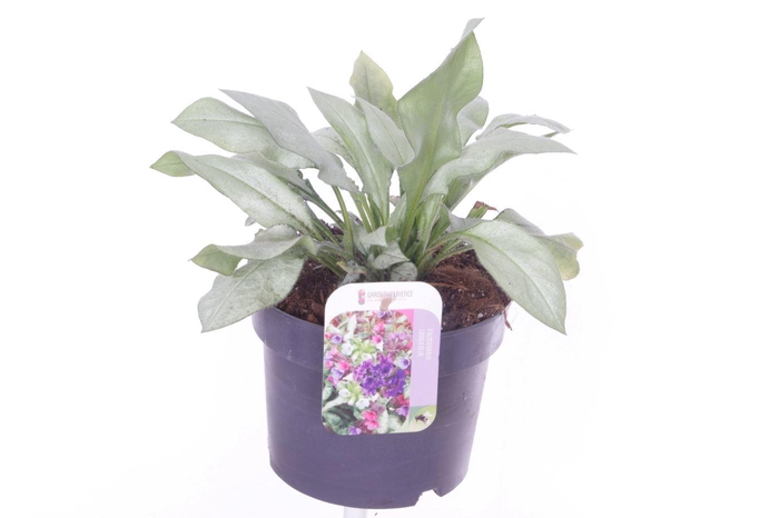 <h4>Pulmonaria longifolia Diana Clare</h4>
