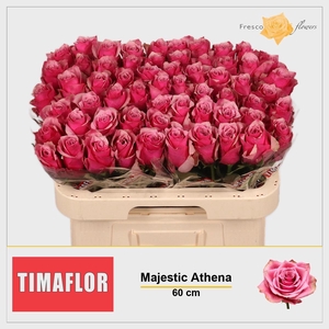 R GR MAJESTIC ATHENA