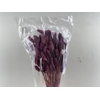 Dried Phalaris Lila Bunch