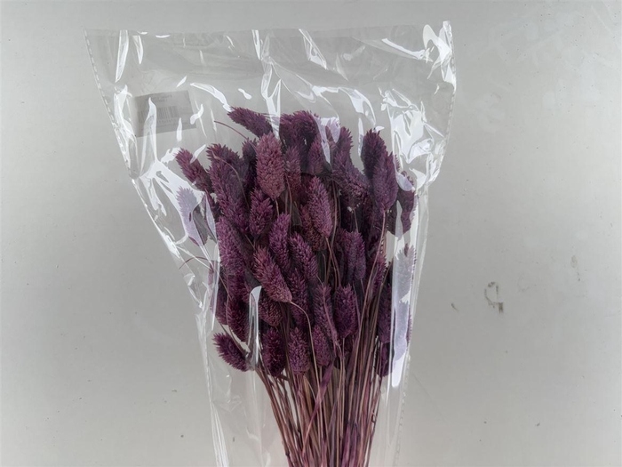 Dried Phalaris Lila Bunch