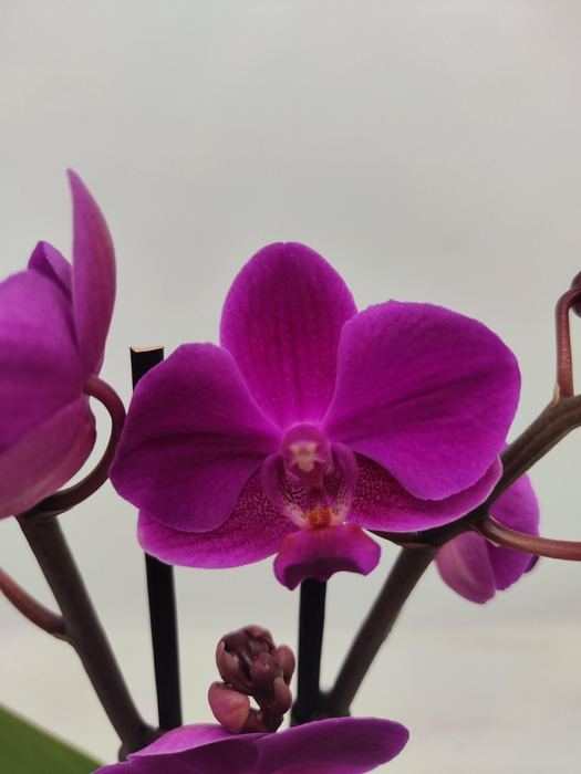 <h4>Limited 56 week 2</h4>