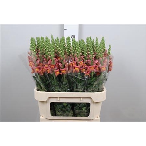 Antirrhinum majus 'Poto Dk Orange'