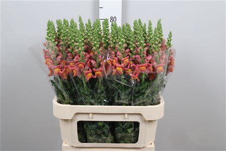 <h4>Antirrhinum majus 'Poto Dk Orange'</h4>