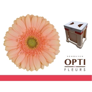 Gerbera Pre-Extase Water