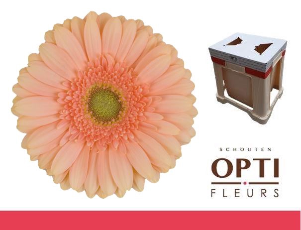 <h4>Gerbera Pre-Extase Water</h4>