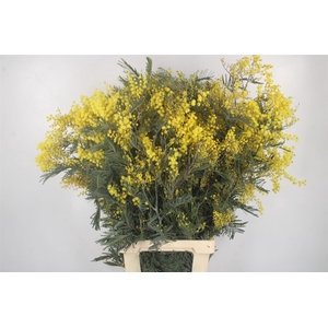 Acacia Mimosa Per Stem Super